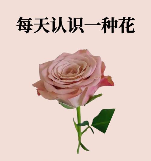 葵花种植与收获全攻略（时间安排、技巧分享、成果展示）