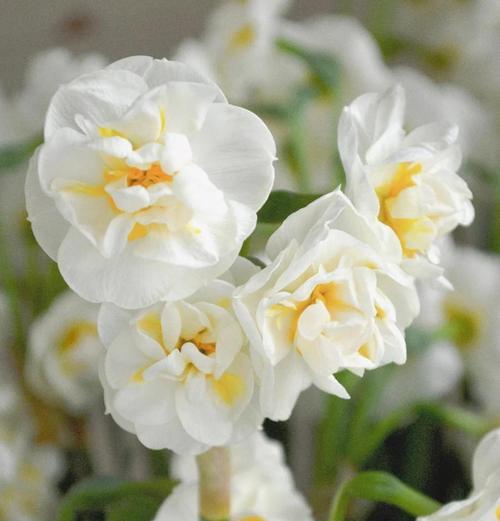 西洋菜时令鲜菜，健康的味蕾盛宴（春季的最佳选择，品味鲜美佳肴）