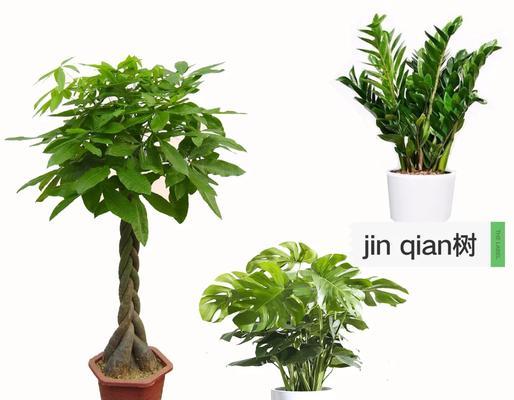 如何摆放巴西美人以展现她的美态（高清图片欣赏+实用技巧分享，让巴西美人成为你家的亮点）