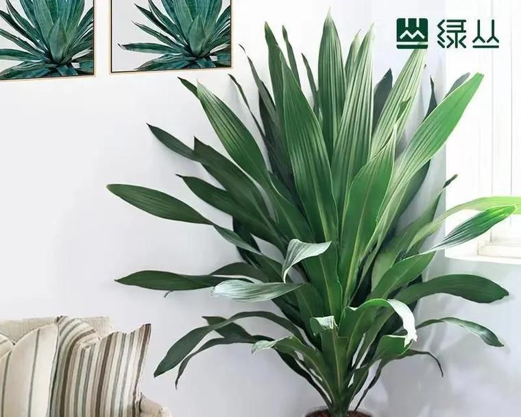 如何摆放巴西美人以展现她的美态（高清图片欣赏+实用技巧分享，让巴西美人成为你家的亮点）