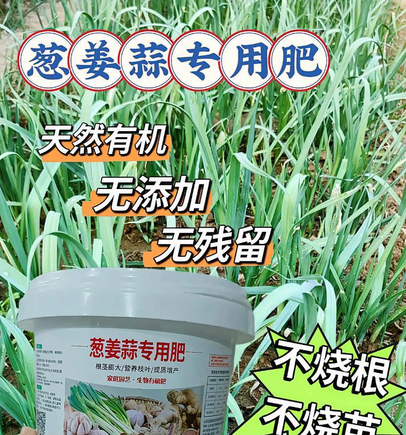 大蒜肥料选用指南（为大蒜提供充足营养的肥料选择和使用方法）