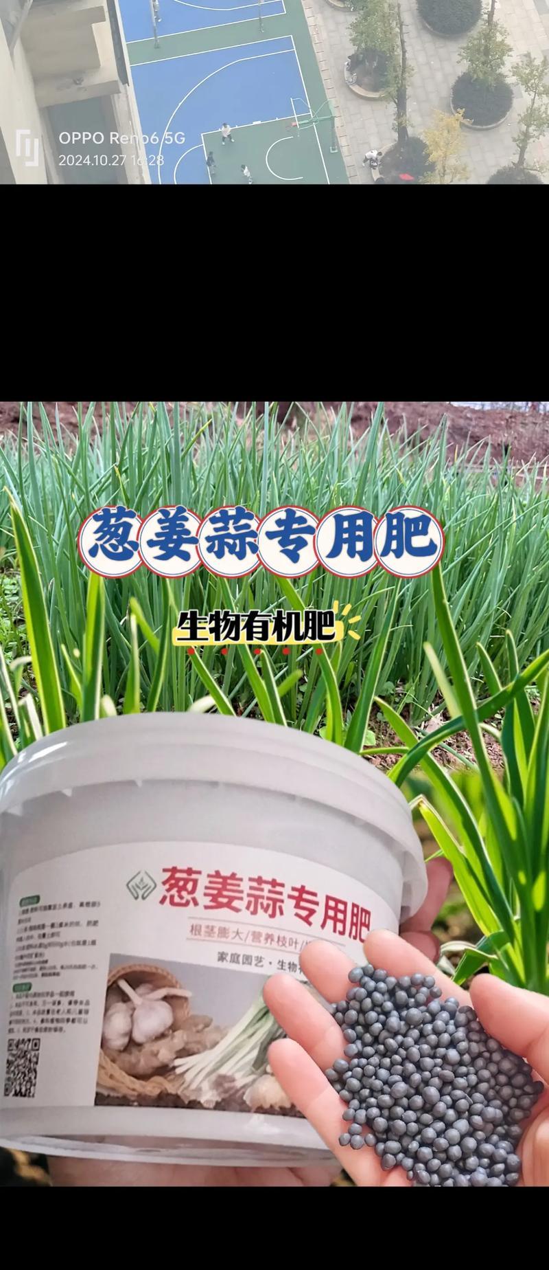 大蒜肥料选用指南（为大蒜提供充足营养的肥料选择和使用方法）