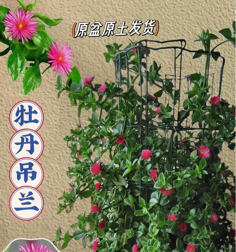 牡丹吊兰扦插繁殖方法和注意事项（掌握正确的繁殖技巧，轻松繁衍健康吊兰）