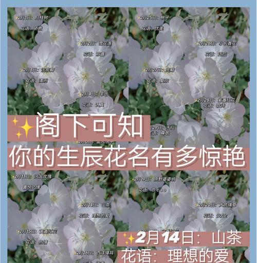 百合香水室内养护指南（让家里永远充满优雅清新的香气）