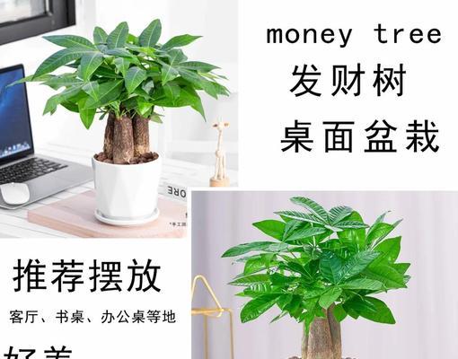 发财树的大小与成长速度（掌握成长方法，让发财树欣欣向荣）