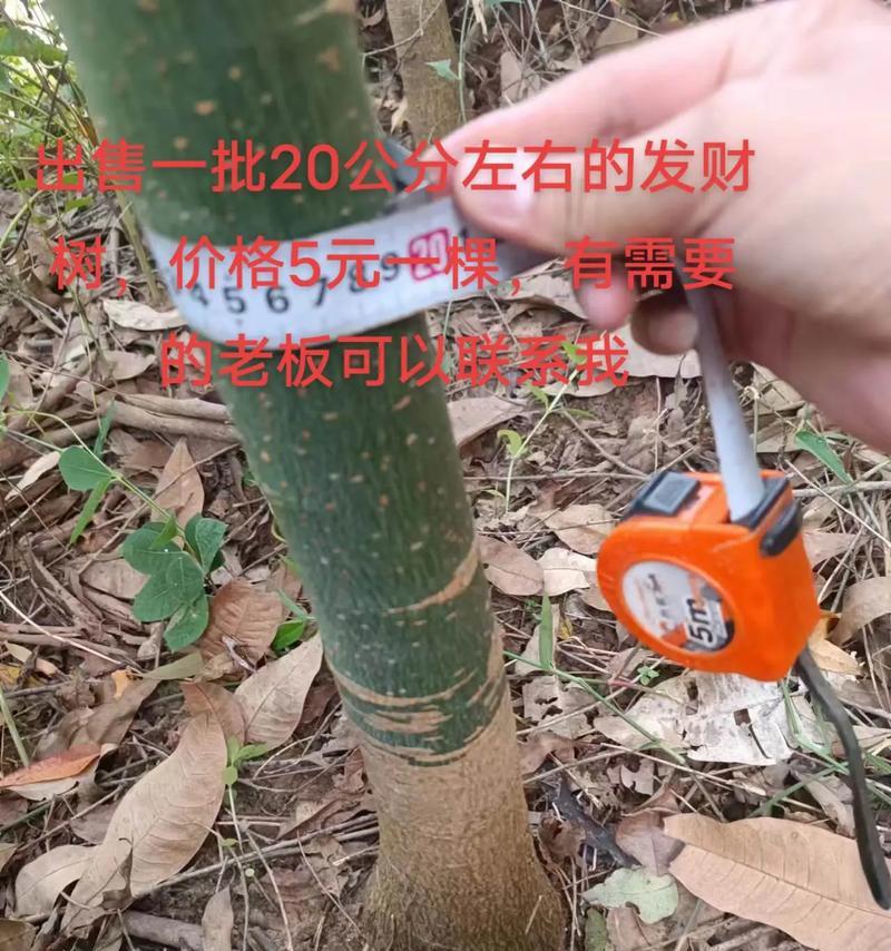发财树的大小与成长速度（掌握成长方法，让发财树欣欣向荣）