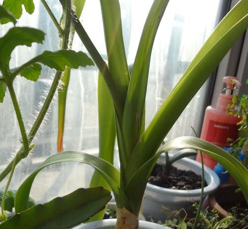 球茎花卉——缤纷花海的主角（探秘球茎花卉的奇妙世界）