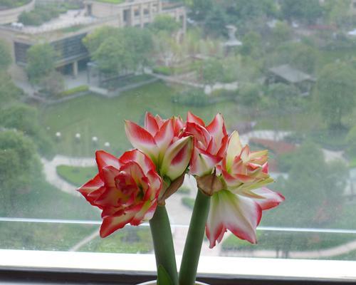 球茎花卉——缤纷花海的主角（探秘球茎花卉的奇妙世界）