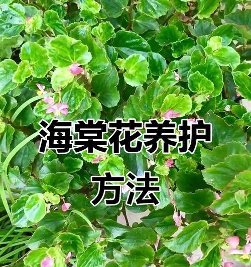 海棠花修剪指南（技巧图解教你正确修剪海棠花）