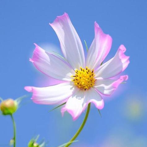 如何正确清洗西兰花（西兰花清洗方法及注意事项）