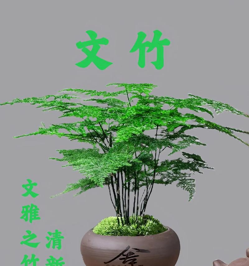 文竹的生长习性特点和生长环境条件（了解文竹的养护技巧，让它更健康成长）