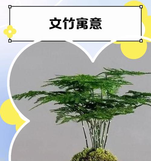 文竹的生长习性特点和生长环境条件（了解文竹的养护技巧，让它更健康成长）