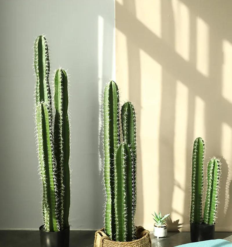 客厅东南角植物摆放的好处与技巧（打造舒适生活空间，从植物入手）