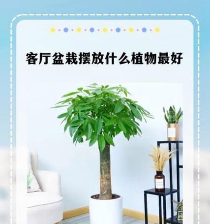 客厅东南角植物摆放的好处与技巧（打造舒适生活空间，从植物入手）