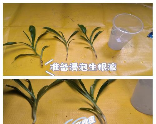灯笼花的水培生根方法（掌握这些技巧，让灯笼花轻松水培）