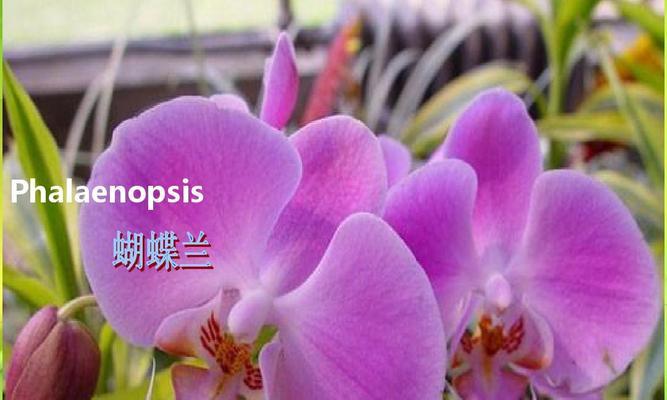 蔷薇繁殖与注意事项（了解蔷薇繁殖方法，打造美丽花园）