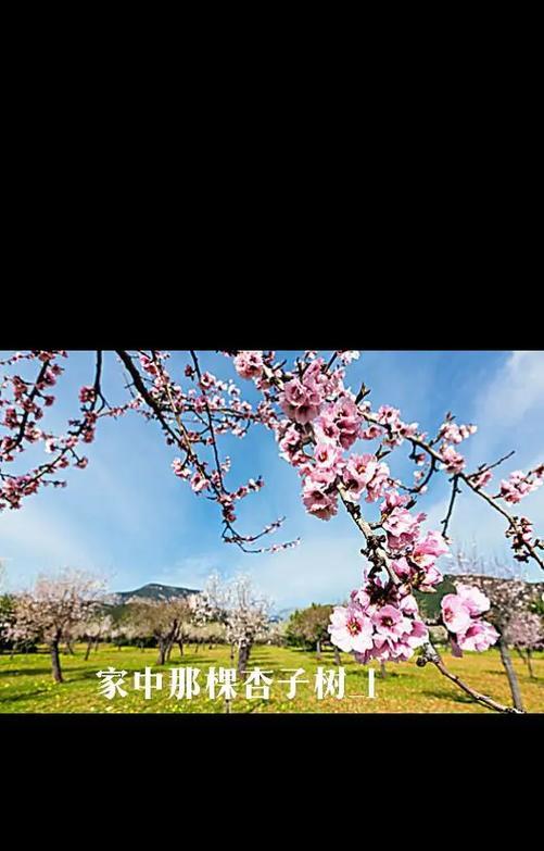 杏子树的剪枝时机与方法（合适的剪枝时机可以让杏子树更健康）