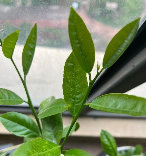 柠檬树不开花的原因及处理方法（为什么柠檬树不开花？如何解决？）