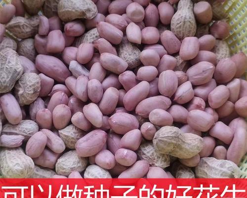 普通花生能否种植？（了解普通花生的种植过程和技巧）