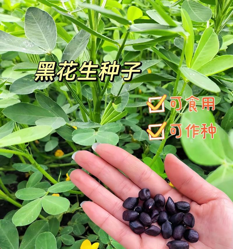 普通花生能否种植？（了解普通花生的种植过程和技巧）
