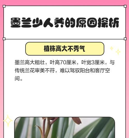 墨兰的养殖技巧（打造美丽庭院，从墨兰开始）