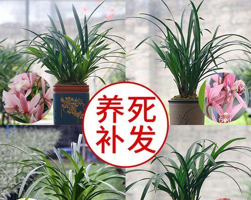 墨兰的养殖技巧（打造美丽庭院，从墨兰开始）