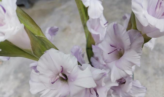 除虫菊播种最佳时间（了解除虫菊的生长周期和适宜环境，为播种定时）