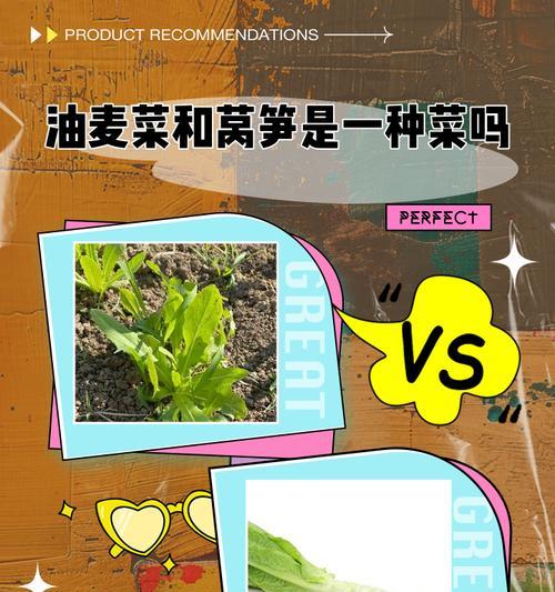 揭秘梅菜与榨菜之间的奥秘（一文读懂这两种菜的区别与联系）