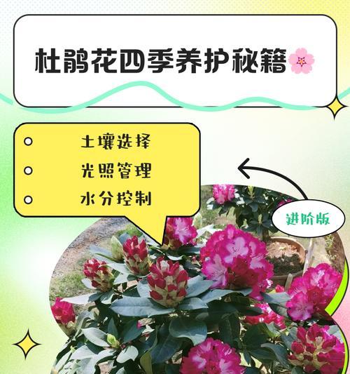 干枝杜鹃花期及常见品种介绍（了解干枝杜鹃花期，探寻不同品种的美丽）