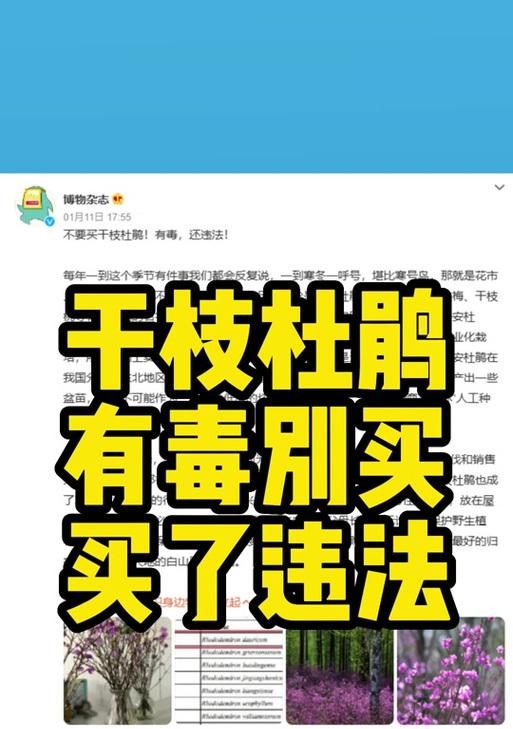 干枝杜鹃花期及常见品种介绍（了解干枝杜鹃花期，探寻不同品种的美丽）