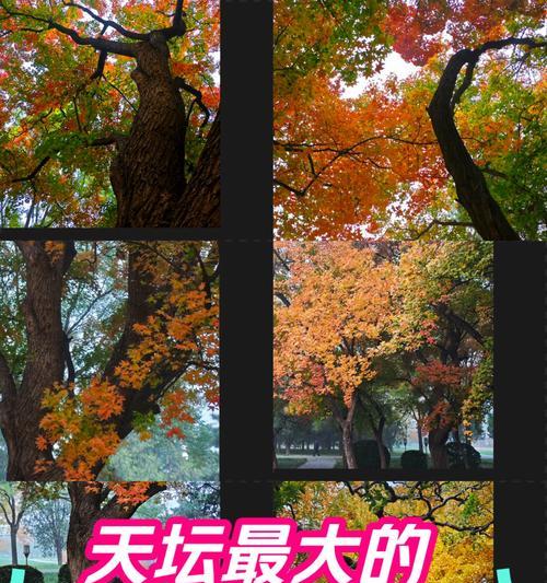 枫树的生长环境与地点探究（寻找适合枫树生长的环境与地点）