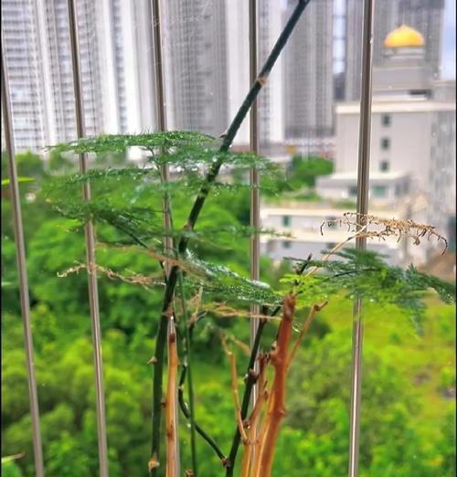 千年木喜阴还是喜阳？——探究它的生长习性（探究千年木的生长特征和繁殖方式，解读其喜好阳光或阴凉的原因。）