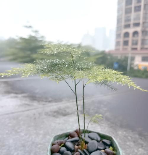 千年木喜阴还是喜阳？——探究它的生长习性（探究千年木的生长特征和繁殖方式，解读其喜好阳光或阴凉的原因。）