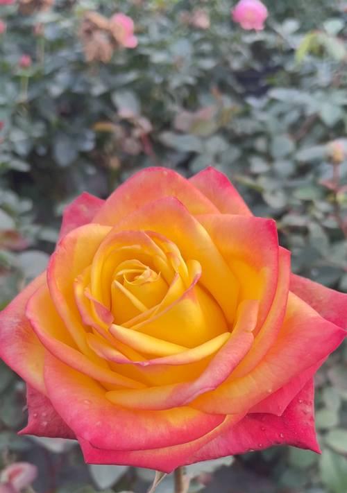 探秘蔷薇花的花期（蔷薇花什么时候开花？一年四季都有吗？）