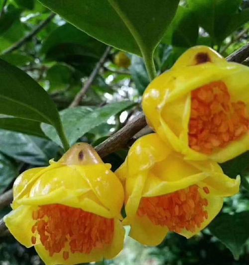 探寻广西适宜的花卉品种（美丽广西，花香四溢）