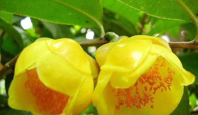 探寻广西适宜的花卉品种（美丽广西，花香四溢）