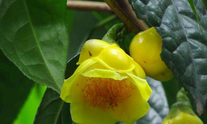 探寻广西适宜的花卉品种（美丽广西，花香四溢）