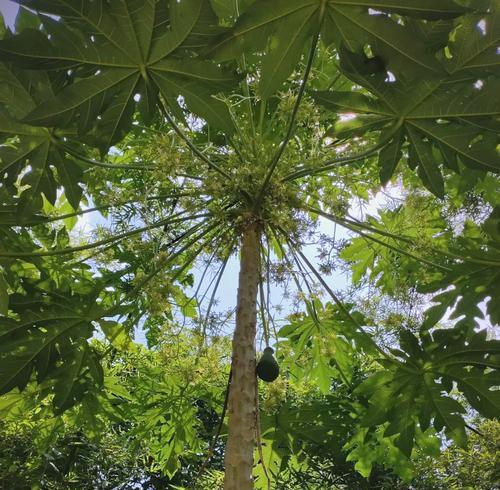 木瓜树开花结果的时间和方法（探究木瓜树开花结果的关键期、环境和技术）