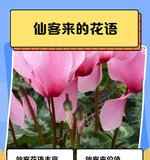 蟹爪兰能否放卧室？（室内养护须知，蟹爪兰的优点与缺点。）