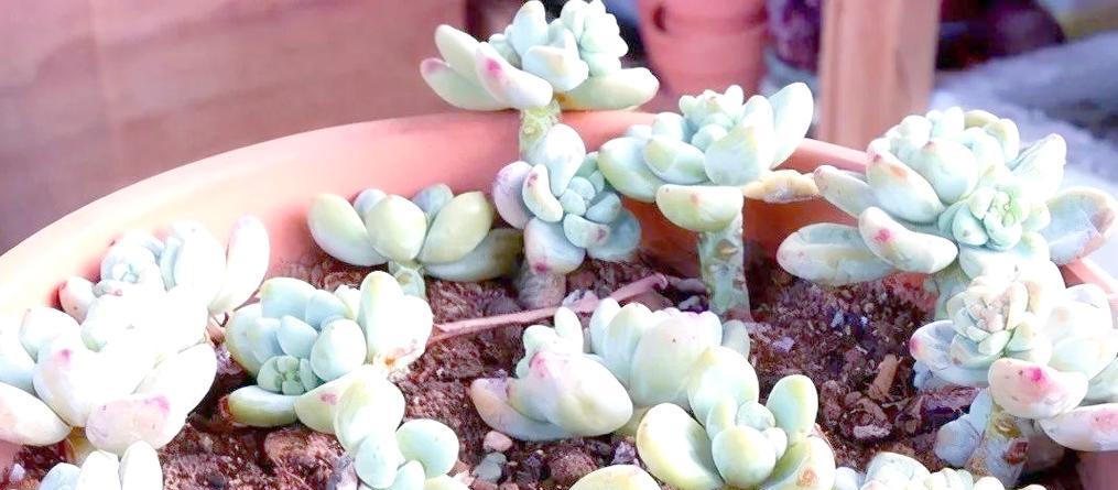 如何进行桑叶牡丹扦插繁殖？（技巧、方法和注意事项，让你成功繁殖桑叶牡丹！）