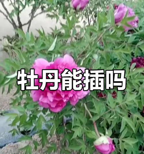 如何进行桑叶牡丹扦插繁殖？（技巧、方法和注意事项，让你成功繁殖桑叶牡丹！）