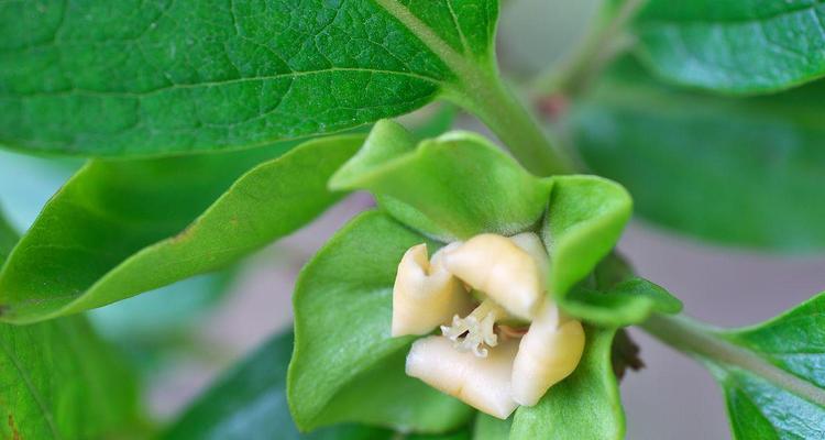探秘柿子花的神秘色彩（柿子花的颜色、种类及生长环境）