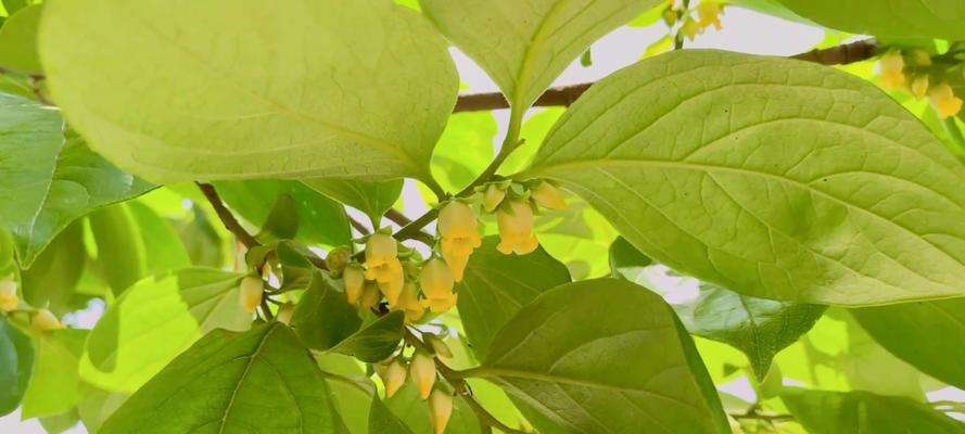探秘柿子花的神秘色彩（柿子花的颜色、种类及生长环境）