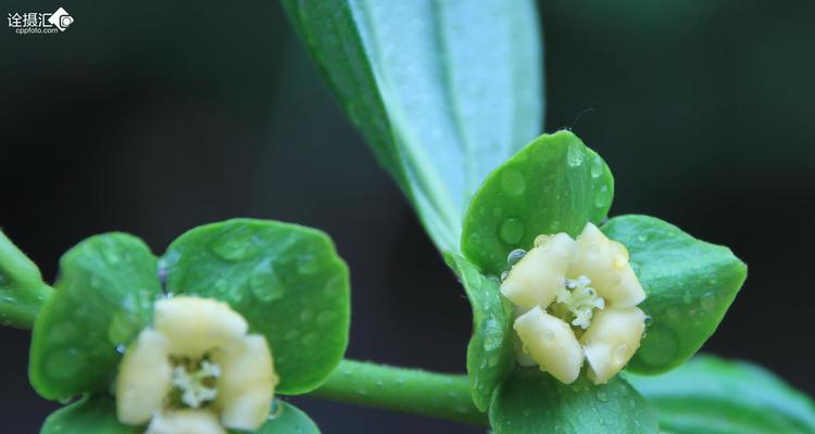 探秘柿子花的神秘色彩（柿子花的颜色、种类及生长环境）