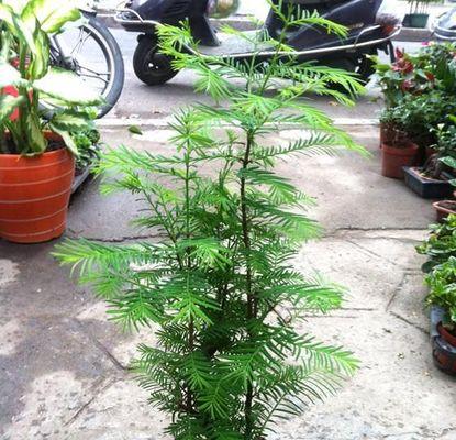 家里养水杉的风水福利（水杉的养殖技巧及其带来的财富、健康、繁荣）