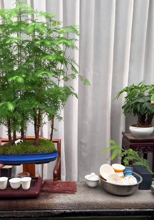 家里养水杉的风水福利（水杉的养殖技巧及其带来的财富、健康、繁荣）