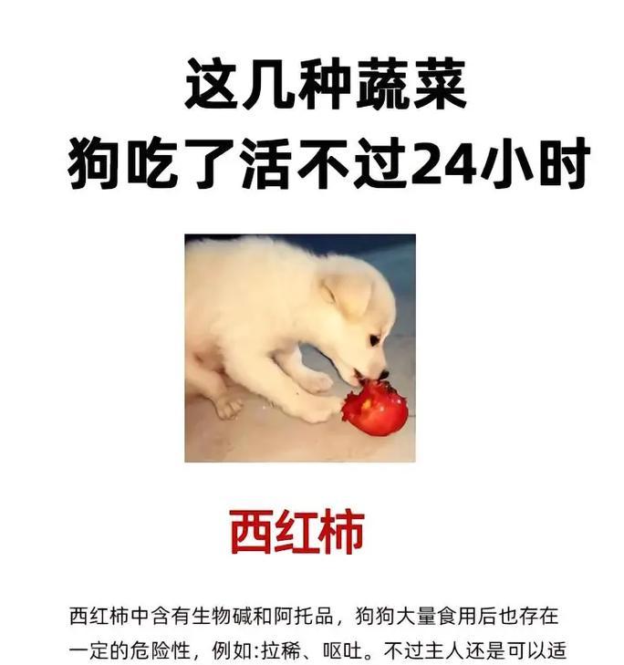 宠物狗能吃莲藕吗？探究宠物狗的饮食习惯