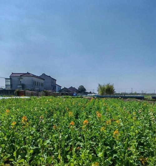 春菜种植全攻略（时间、方法、技巧一网打尽）