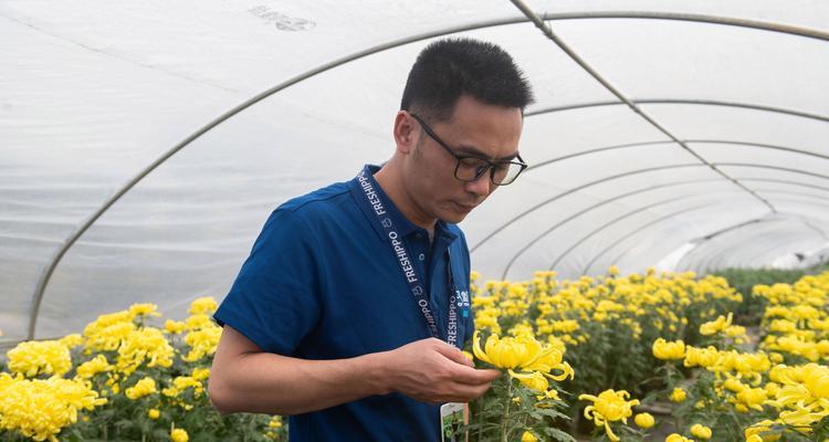 春菜种植全攻略（时间、方法、技巧一网打尽）