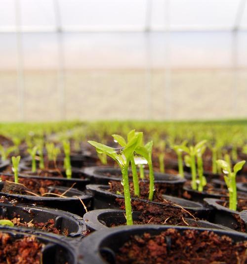 春菜种植全攻略（时间、方法、技巧一网打尽）